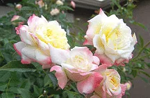 Rugosa Rose Keith s Delight