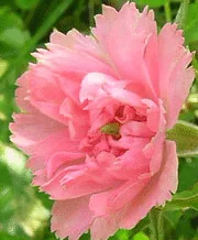 Rugosa Pink Grootendorst bloom