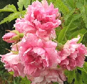 Rugosa Pink Grootendorst