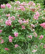 Rugosa Pink Grootendorst shrub