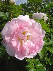 Rugosa Polareis early spring brighter pink