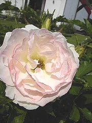 Rugosa Polareis fading blush