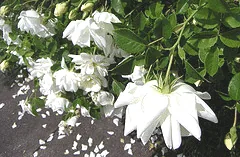 Pristine Pavment has pure white semi double blooms in clusters, with yellow centers.  It repeat blooms well.  Very fragrant.  Nice fall display of hips
