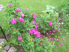Purple Pavement   is the most widely known of the pavement series.  Deep purple burgundy clusters of large semi double flowers are nicely contrasted by the yellow centers when the bloom fully opens.  Very large hips