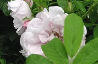 Snow Pavement has very long pink buds that open into long petals of blush white with hints of mauve pink.  Blooms are clustered and are wonderfully fragrant.  Foliage is bright and healthy