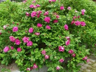 Scarlet Pavement has deep scarlet red double blooms with yellow centers.  Large red hips make a lovely fall display.  Repeat blooms well.  Very fragrant