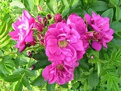 Rugosa Roseraie de L Hay