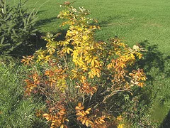 Rugosa Roseraie De L Hay fall foliage