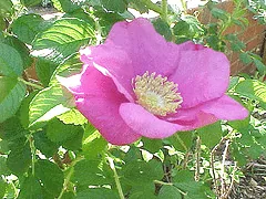 Rugosa Rubra blooom