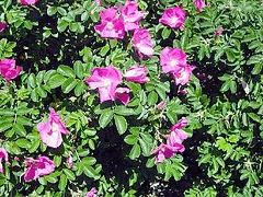 Rugosa Rubra shrub