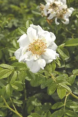 Rugosa Rose Schneezwerg