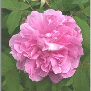 Rugosa Therese Bugnet bloom