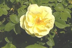 Rugosa Rose Topaz Jewel