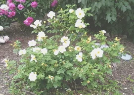 Rugosa Rose Topaz Jewel by Midwest Gardening