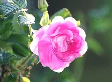 Rugosa Wasagaming