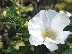 Rosa Rugosa Wild Spice