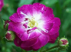 Baby Faurax Polyantha rose