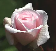 Cecile Brunner Polyantha