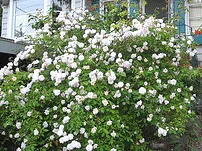Cecile Brunner polyantha rose