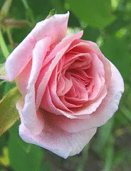 Cecile Brunner climbing bloom