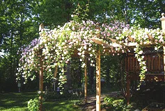 Cecile Brunner climbing rose
