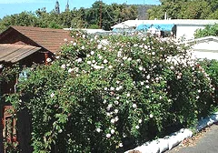 Cecile Brunner climbing Polyantha