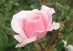 China Doll bloom