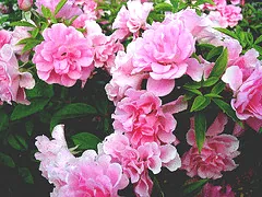 China Doll Polyantha blooms