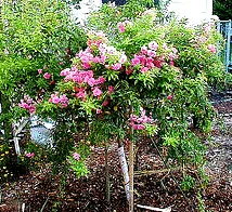 China Doll Polyantha tree rose
