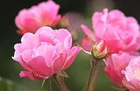La Mame Polyantha rose