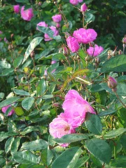 La Marne Polyantha rose
