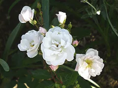 Marie Pavie Polyantha blooms