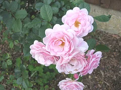Mrs. R. M Finch