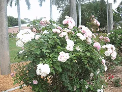 Mrs. R. M Finch
