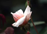 Perle d Or Polyantha bud