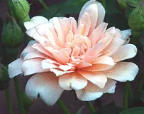 Perle d Or Polyantha bloom