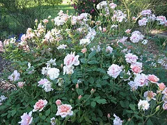 Perle d Or Polyantha shrub