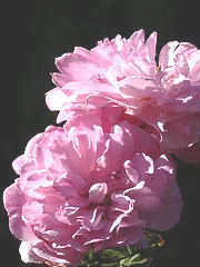 Pink Pet Polyantha rose