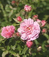 Pink Pet Caldwell Pink