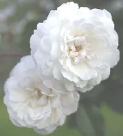 White Pet Polyantha bloom