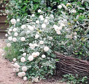 White Pet Polyantha rose