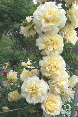Rugosa Rose Agnes