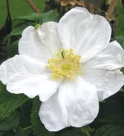 Rugosa Alba bloom