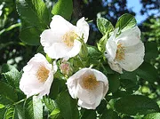 Rugosa Alba
