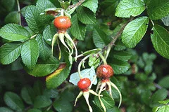 Rugosa Alba hips