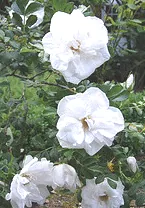 Rugosa Rose Blanc Double de Coubert