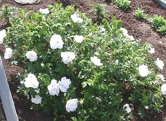 Rugosa Blanc Double de Coubert rose bed