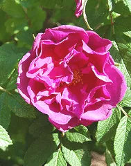 Rugosa Dart s Dash