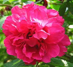 Rugosa FJ Grootendorst bloom