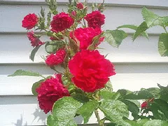 Rugosa FJ Grootendorst